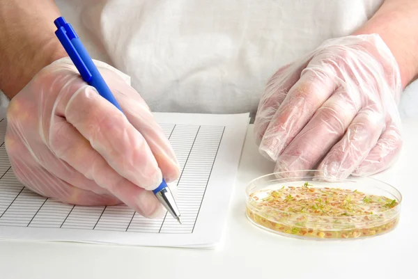 Laboratoy con vástagos en una placa de Petri — Foto de Stock