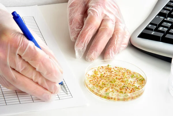 stock image Laboratoy with offshoots in a petri dish