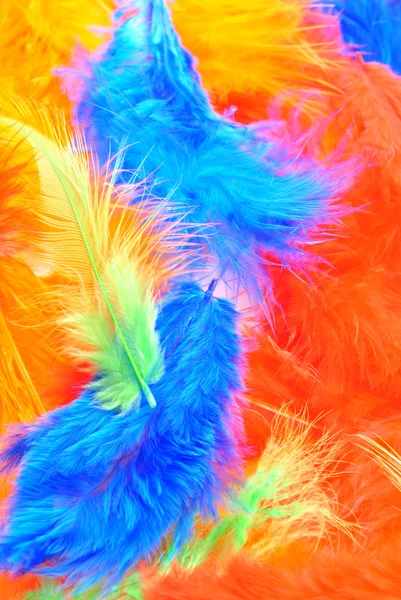 stock image Some coloured feathers ideal for easter decoration