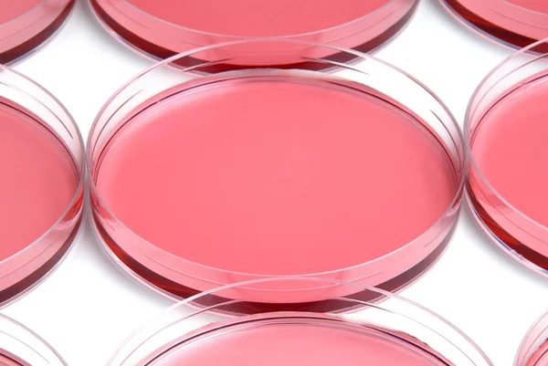 stock image Red liquid and petri dish in a laboratory