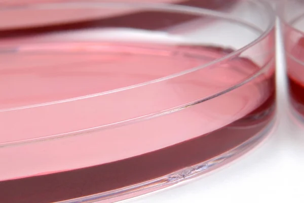 Piatto Rosso Liquido Petri Laboratorio — Foto Stock
