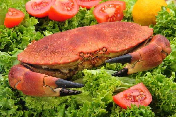 Fresh Cooked Orkney Crab Green Salad — Stock Photo, Image