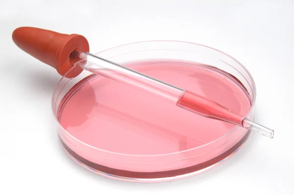 Pipette and petri dish with red liquid — Stock Photo, Image