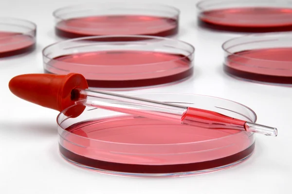 Piatto rosso liquido e Petri in laboratorio — Foto Stock