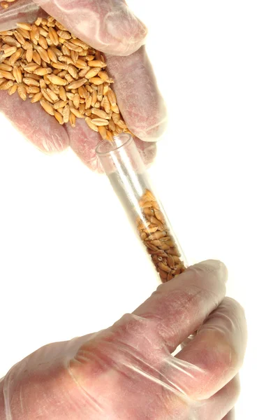 Tritikale je kříženec pšenice a žita — Stock fotografie