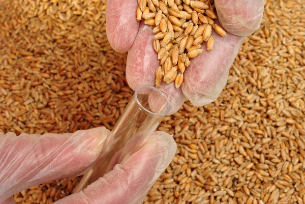 Triticale es un híbrido de trigo y centeno — Foto de Stock