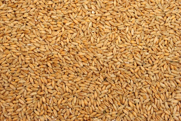 Triticale is a hybrid of wheat and rye — Stock Photo, Image