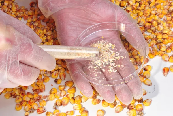 stock image Corn and corn powder in a test tube