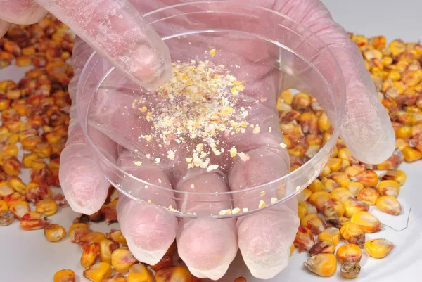 Kukuřice a obilí prášek v petriho misce — Stock fotografie