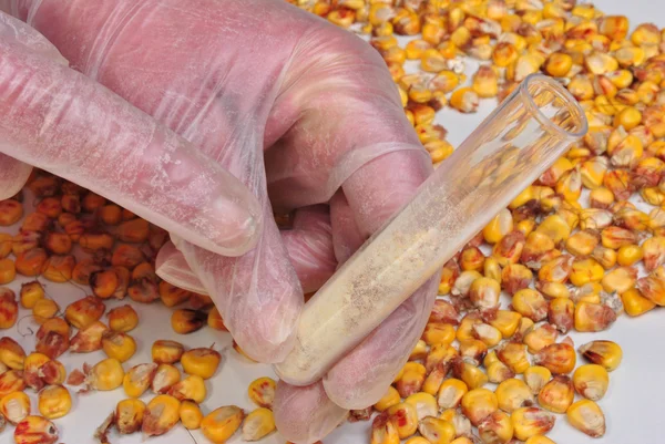 Кукурудзяний і кукурудзяний порошок у пробірці — стокове фото