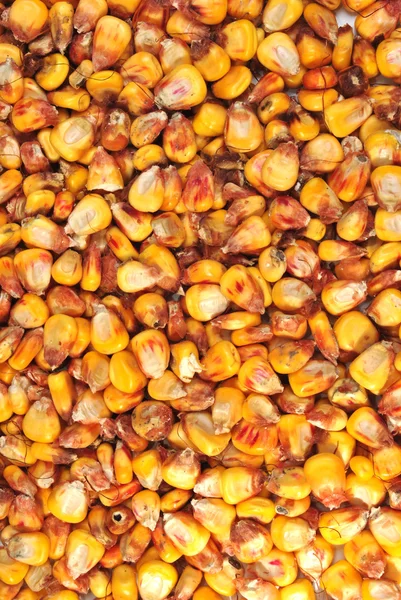 Кукурудза також використовується як їжа для тварин — стокове фото