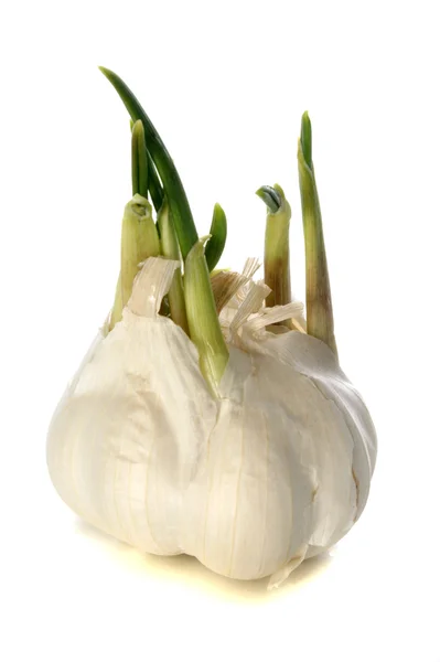 Ένα οργανικό σκόρδο και λευκό φόντο — Φωτογραφία Αρχείου