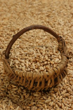 Some triticale in a small woven basket clipart