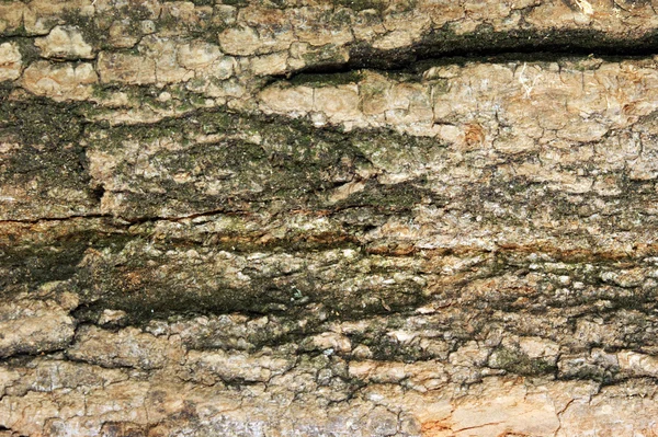 Corteccia di acacia da usare anche come sfondo — Foto Stock
