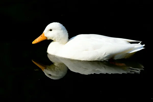 Weisse Ente Auf Dem Wasser Pato Branco — Fotografia de Stock