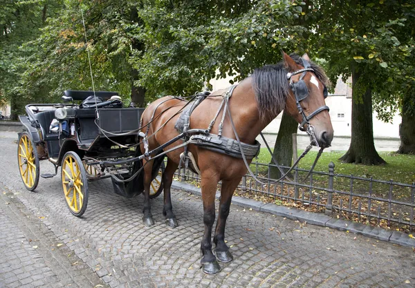 Carriage horse in Brugge, Belgium