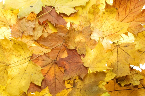 Őszi sárga levelek — Stock Fotó