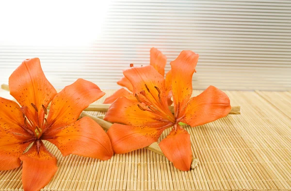 Narancssárga tiger-liliom — Stock Fotó