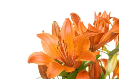 Flowers orange tiger lily clipart