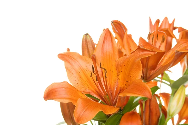 Blüten orange Tigerlilie — Stockfoto