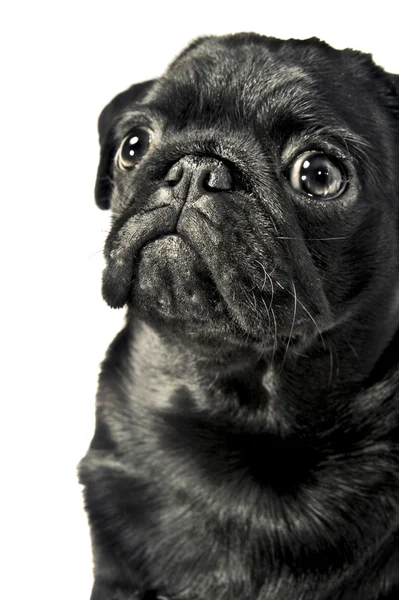 Cute pug puppy — Stock Photo, Image