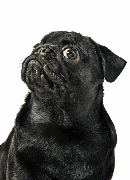 Schattig pug puppy — Stockfoto