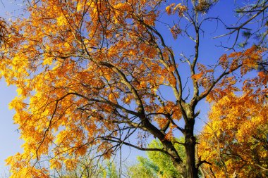 imagen HDR de un parque en otoño