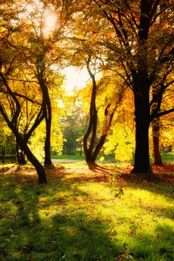 imagen HDR de un parque en otoño