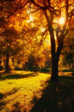 imagen HDR de un parque en otoño