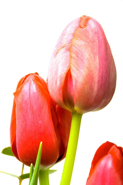 Vackra Röda Tulpaner Med Gröna Blad Vit Bakgrund — Stockfoto