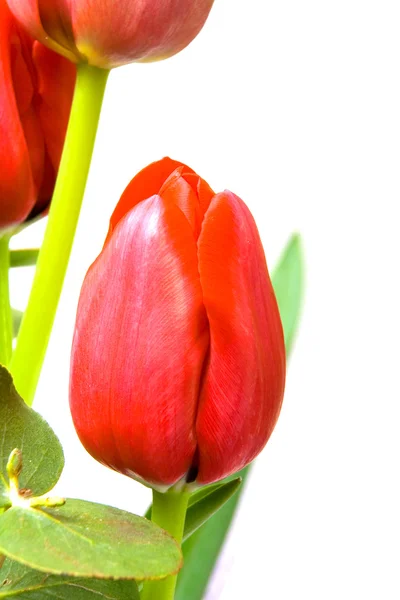 Vackra Röda Tulpaner Med Gröna Blad Vit Bakgrund — Stockfoto