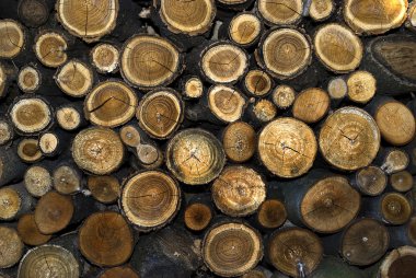 Stump log texture clipart