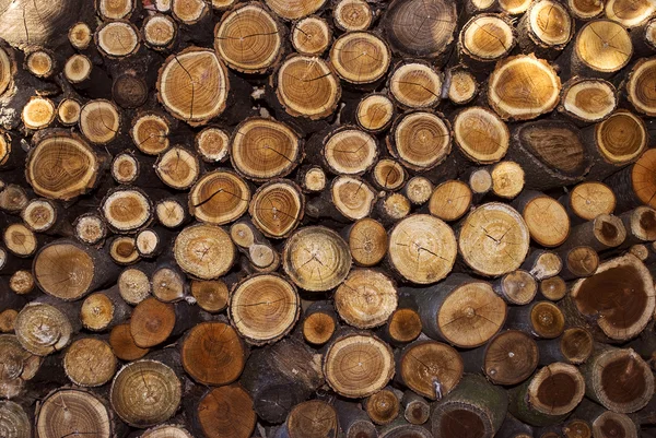 Textura do tronco — Fotografia de Stock