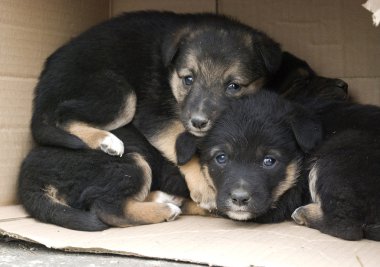 Homeless puppies clipart