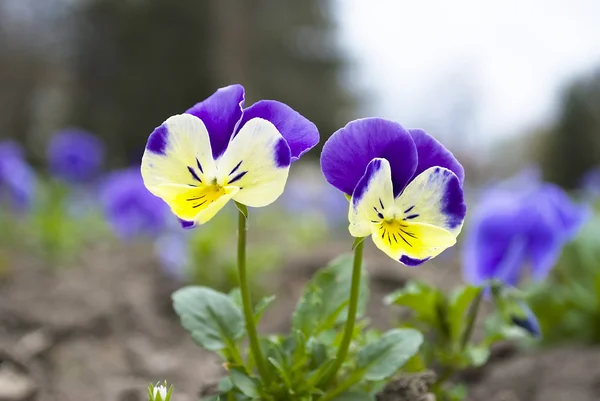 Yellow and blue viola — Stock Photo, Image
