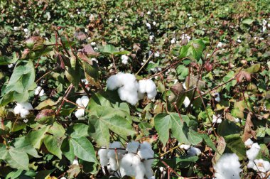 Ripe cotton field clipart