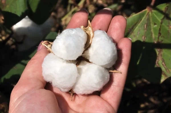 stock image Ripe cotton boll