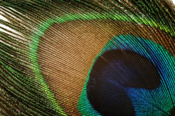 Peacock feather, — Stock Photo, Image