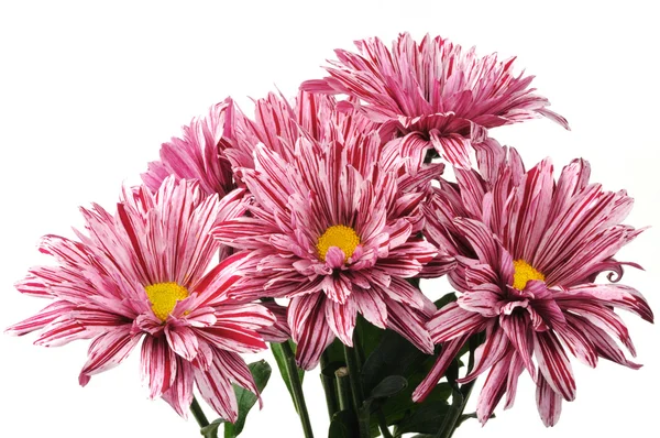 Beautyfull pink flowers — Stock Photo, Image