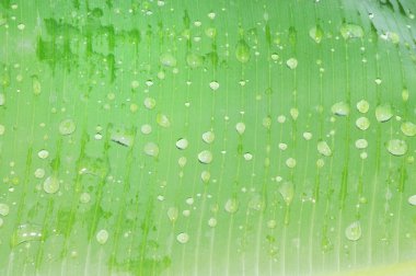 Water drops on banana leaf clipart