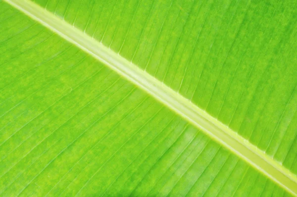 Banana di sfondo verde — Foto Stock