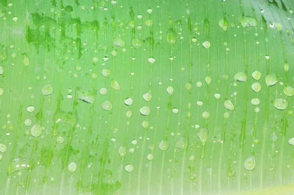 Muz yaprağına su damlası — Stok fotoğraf
