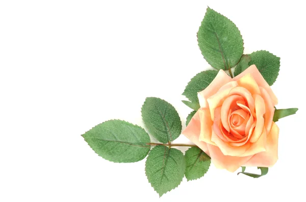 Rosa con foglie — Foto Stock