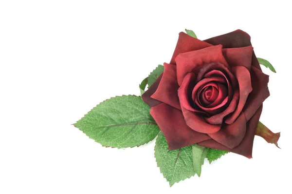 Τριαντάφυλλο με φύλλα — Φωτογραφία Αρχείου