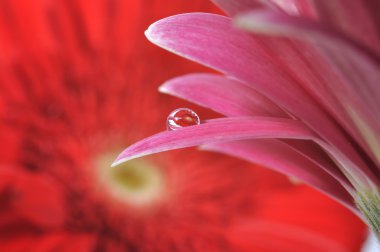 pembe gerbera ile reflaxion, makro çekim üzerinde su damlaları