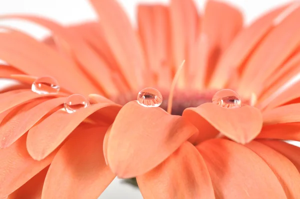 Vízcseppek rózsaszín gerbera — Stock Fotó