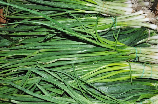 stock image Lots of fresh green onions, close up