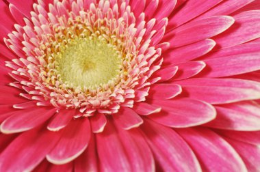 pembe gerbera