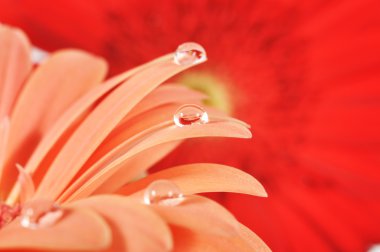 Water drops on a pink gerbera clipart