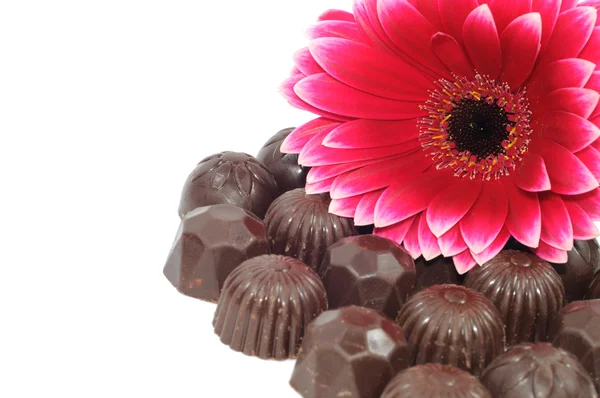 Gerber and chocolate — Stock Photo, Image